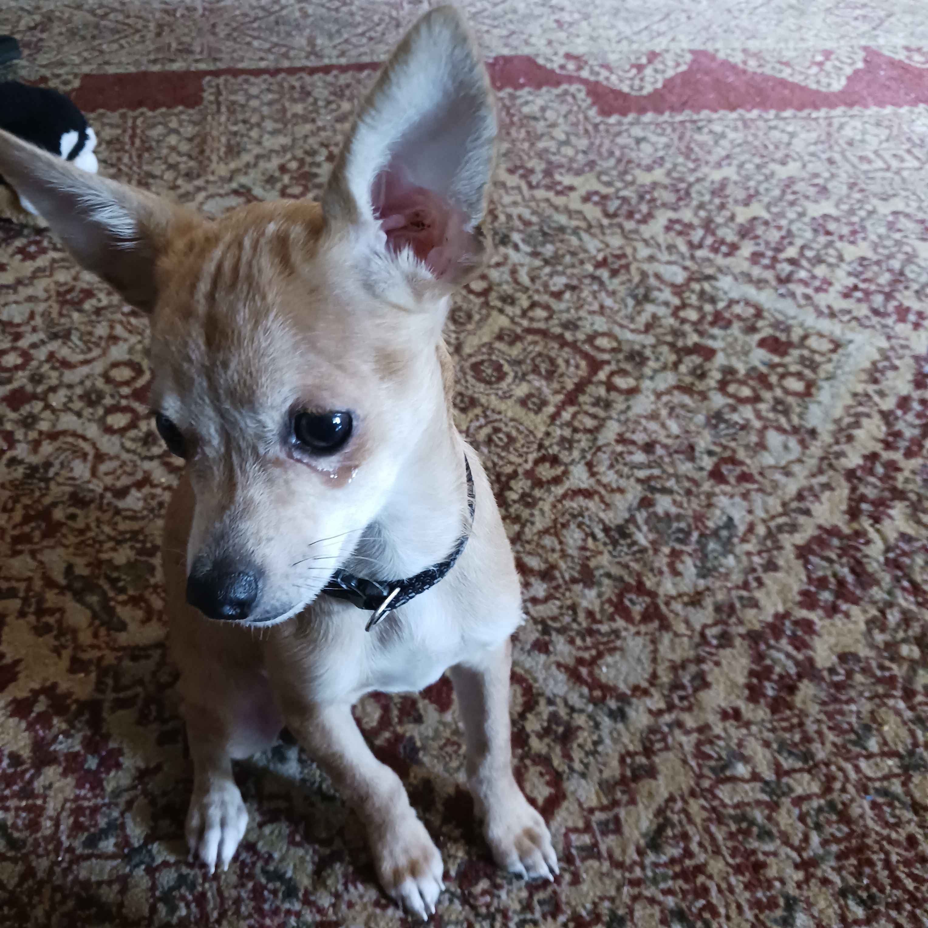 moon.the.ultima_34746