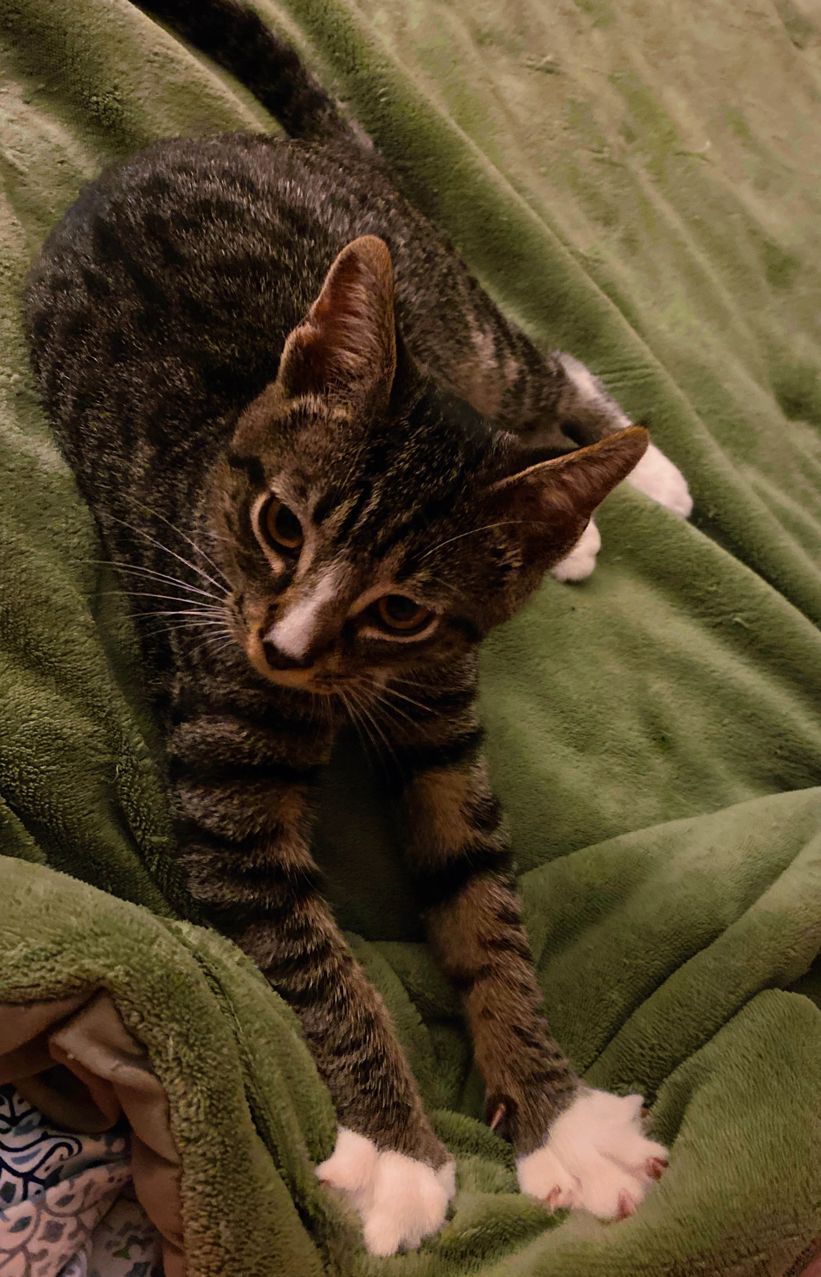 scarletblazeoak.19.2.15